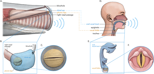 Parallels in human vowel (D) and sperm whale coda (A) vowel production. The source articulators, the phonic lips (C) correspond to human vocal folds (F). We hypothesize that the filter articulators, the distal air sac (B), corresponds to the vocal tract (E). CC 4.0 BY © Alex Boersma.